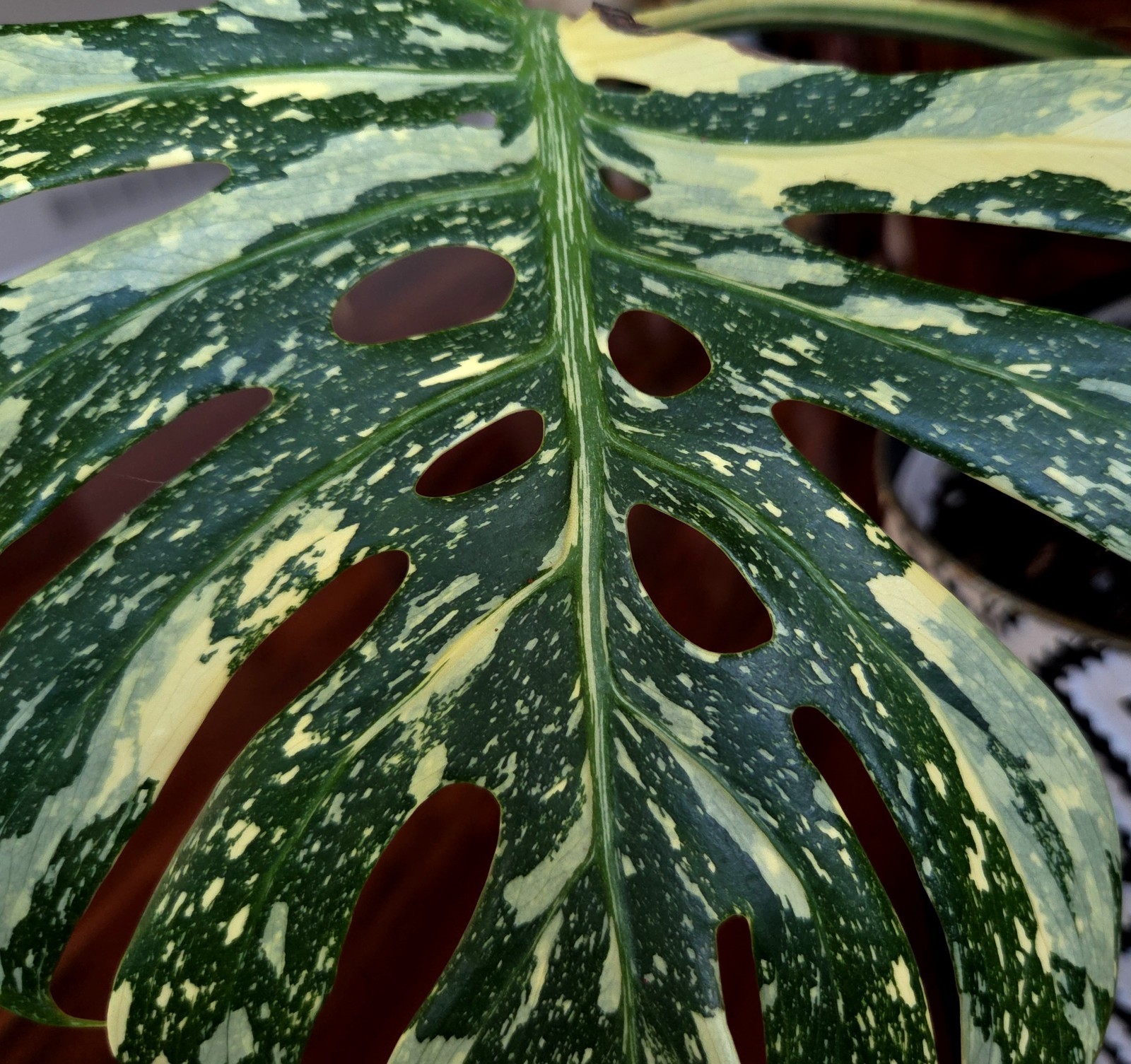 Rare XXL Monstera Thai Creme Brulee 30″ Tall Aroid Not Philodendron Anthurium