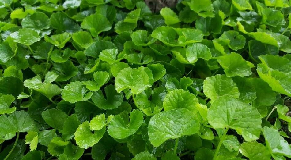 Centella Asiatica Big Leaf Seed Gotu Kola Indian Pennywort Rau Má Vegetable SEED