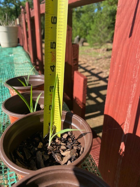 False Yucca,Coral Yucca, Red Yucca,seedlings.A member of the Century