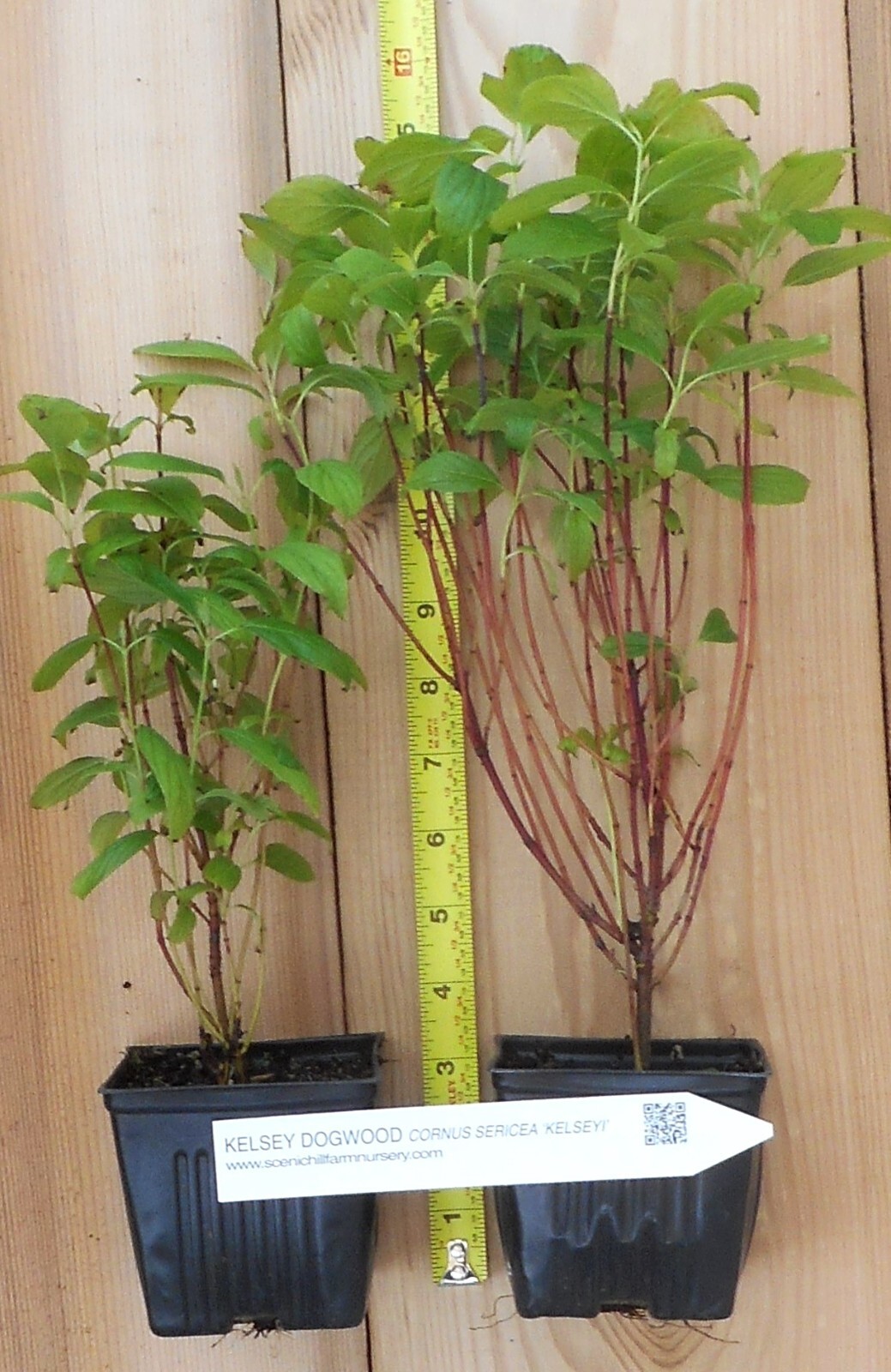 Kelsey Dogwood, Cornus kelseyi