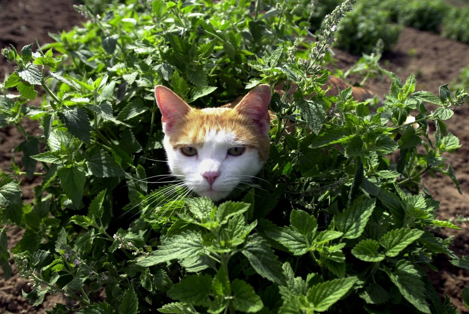 500+ Catnip Seed, Heirloom NON-GM, Fresh Seeds, A Favorite of Your Furry Friends