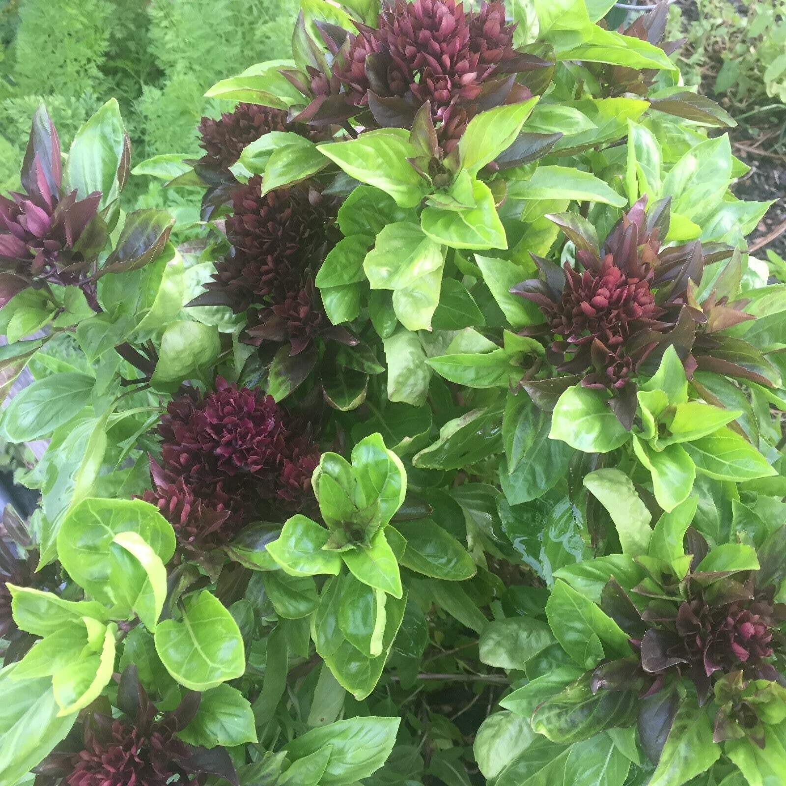 Basil, Cardinal -Live Plant 3″ Starter Pot – Ocimum basilicum ‘Cardinal’