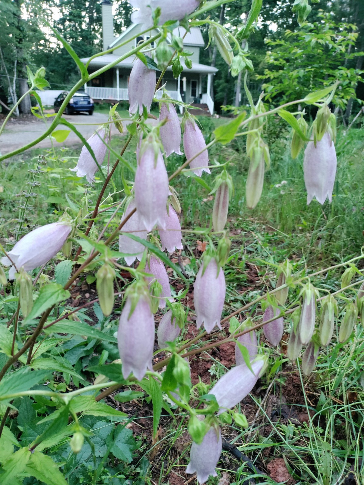 Spotted Bellflower plant 3.25″ pot – Campanula punctata