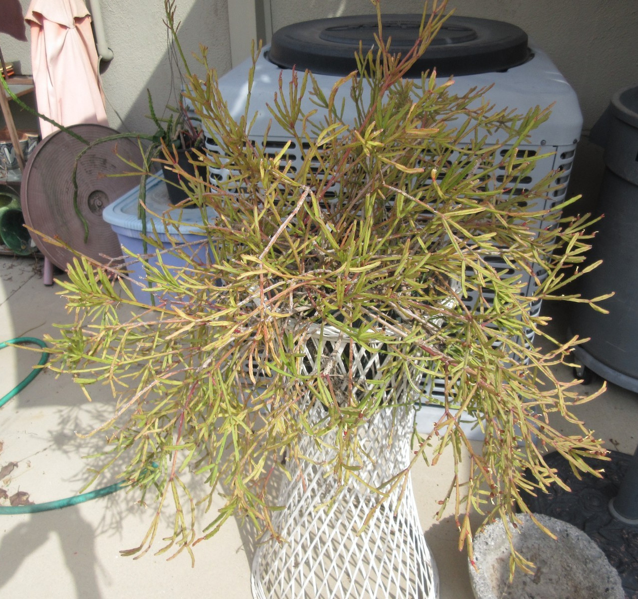 Rhipsalis Ewaldiana Jumbo rooted plant #6 30+ years old 26″ wide 15″ tall