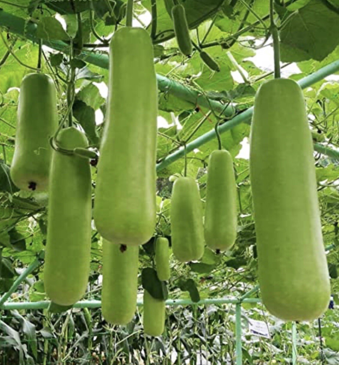 15 Packet SEEDS Bundle + 3 Packet FREE | Vegetable SEEDS for Planting