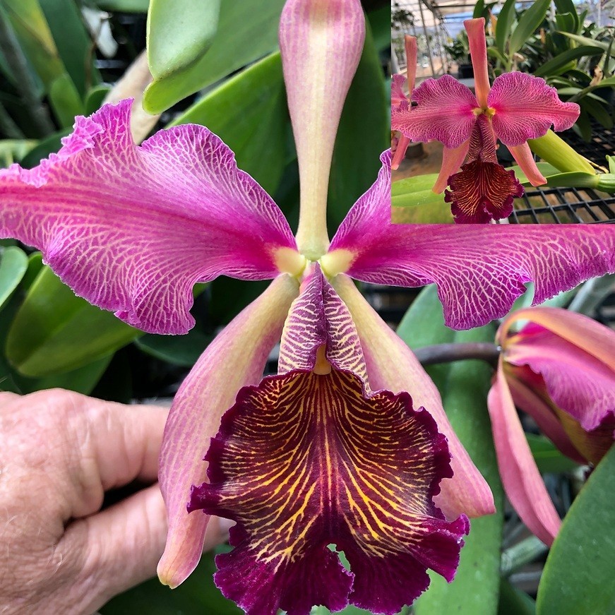 Cattleya dowiana var. rosita #1