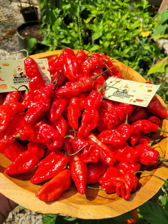 Leviathan Gnarly Scorpion Pepper 25 Seeds Red Chili Peppers 750,000+ Scoville