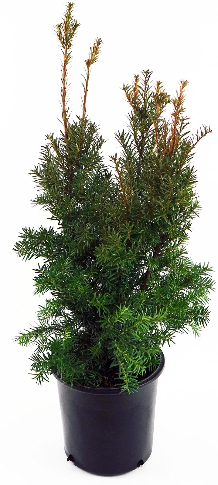 Green Promise Farms Taxus X Media Hicksii Hicks Yew Evergreen 3 – Size