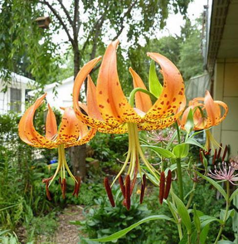 Lilium superbum | Turk’s Cap, American Tiger, or Swamp Lily | 10 Seeds