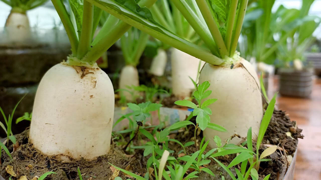 700+ WHITE ICICLE RADISH SEEDS. FRESH HARVEST FOR 2024 GARDENS