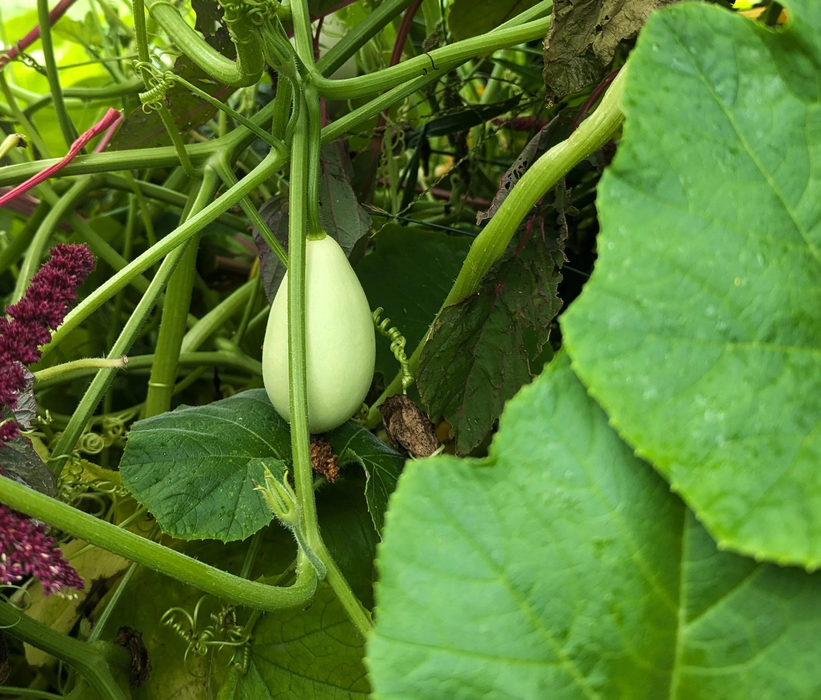 Ozark Nest Egg Ornamental Gourd Seeds – For 2025 Planting Dragon Eggs Cucumber