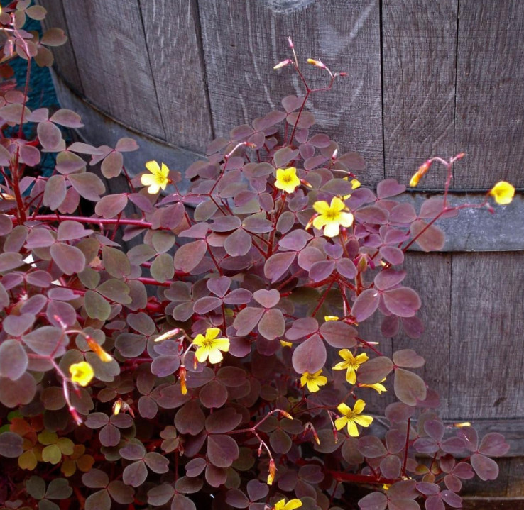 Live Burgundy Yellow Oxalis Plant (Oxalis triangularis), 2–5″ Tall, Ship No Pot