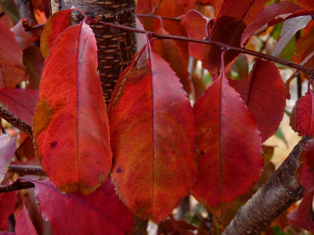 BLACK CHERRY TREE LIVE PLANT 12 – 16 INCHES Prunus serotina Ehrh. SET OF 2