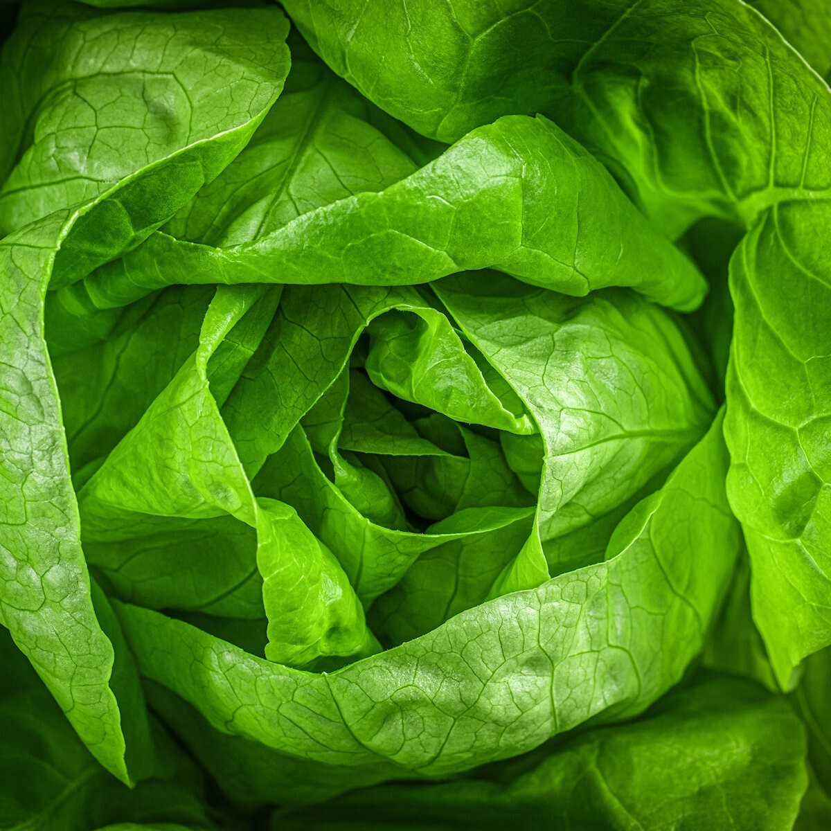 1 Oz Buttercrunch Butterhead Lettuce Seeds – Everwilde Farms Mylar Seed Packet