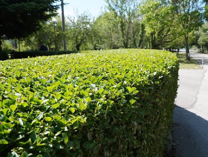 Dwarf Burford Holly Live Plant – 6-12″ Tall – 4″ Pot – Ilex Shrub – Zones 5-9
