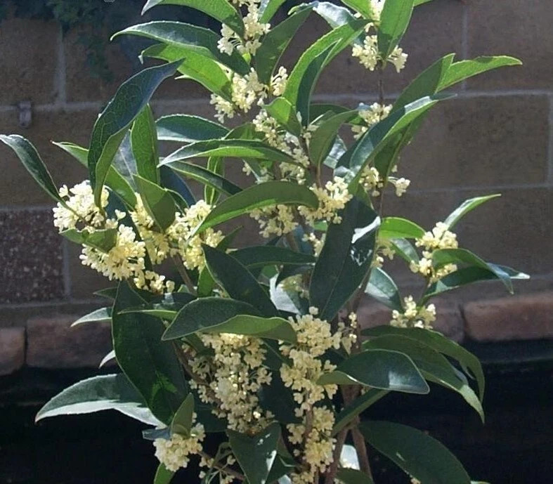 Fudingzhu Fragrant Tea Olive Osmanthus Healthy well rooted starter plant