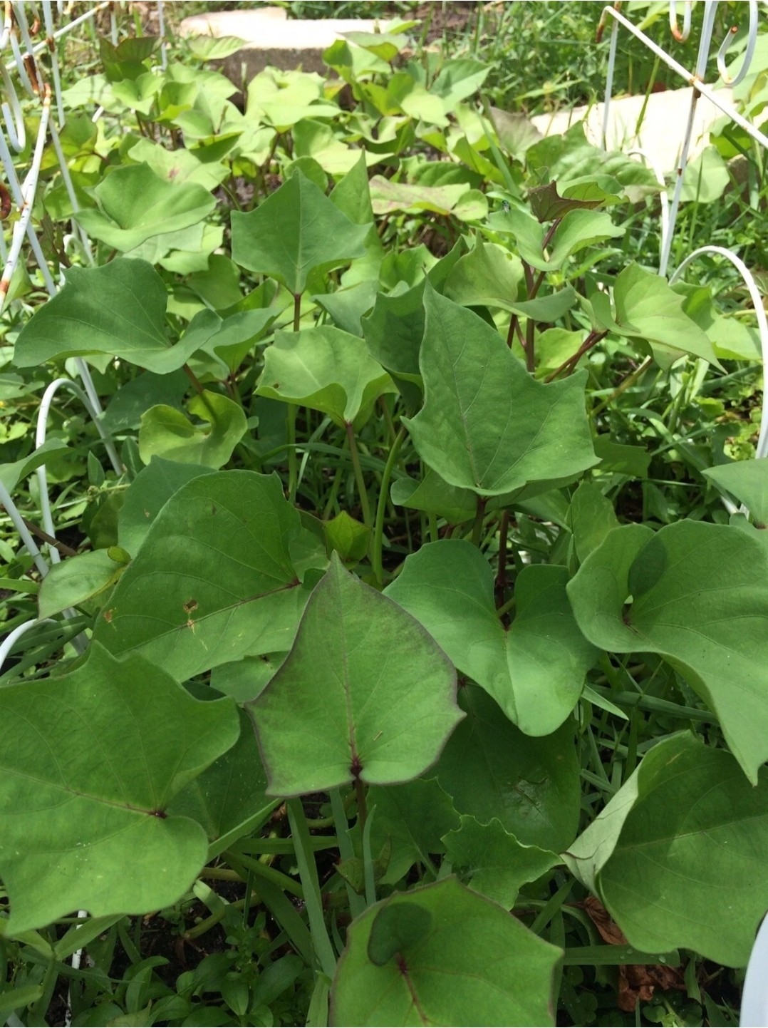 10 Beauregard Sweet Potato Slips Organic Orange Flesh Variety – Khoai Lang
