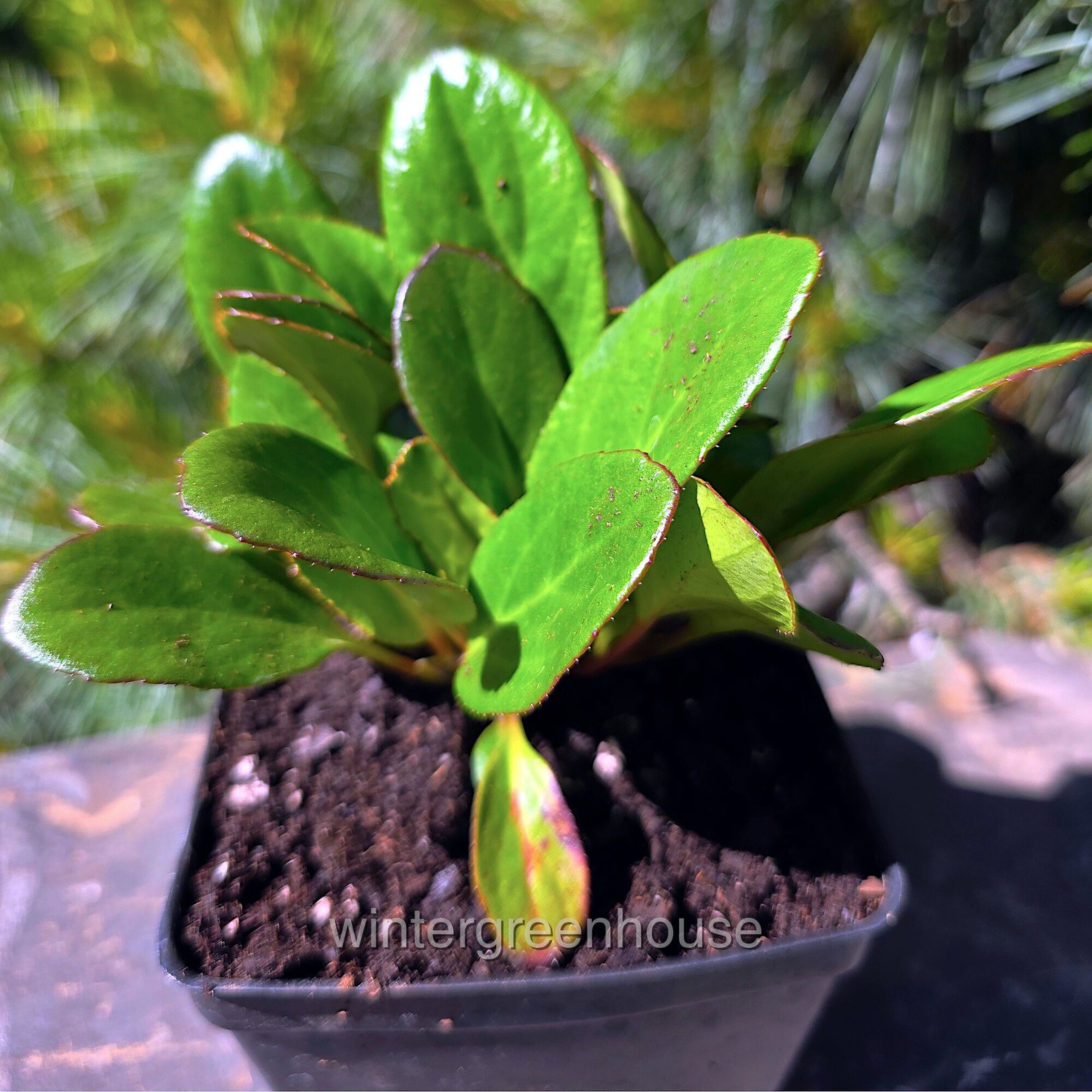 Bergenia, Early Brilliance Magenta, Pigsqueak, Container Size: 4.5″