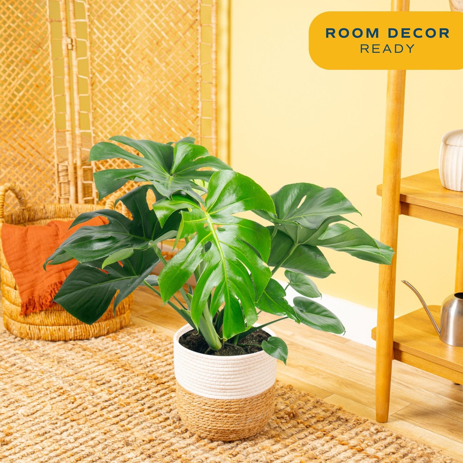 Costa Farms Monstera Swiss Cheese Live Plant In Plastic Pot Large Indoor