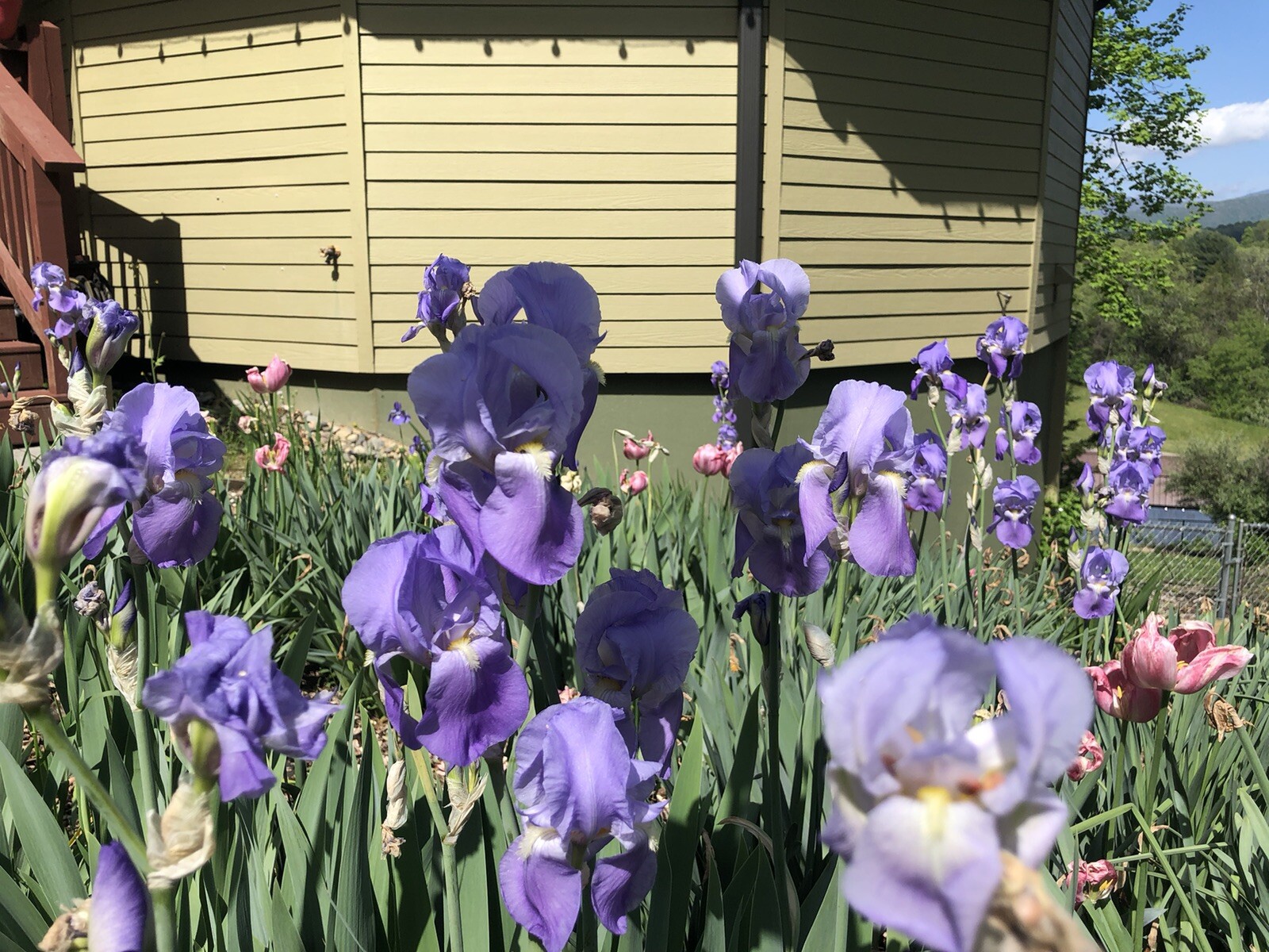 7 Tall Bearded Iris Rhizome Light Purple Live Plants Bulbs Perennial