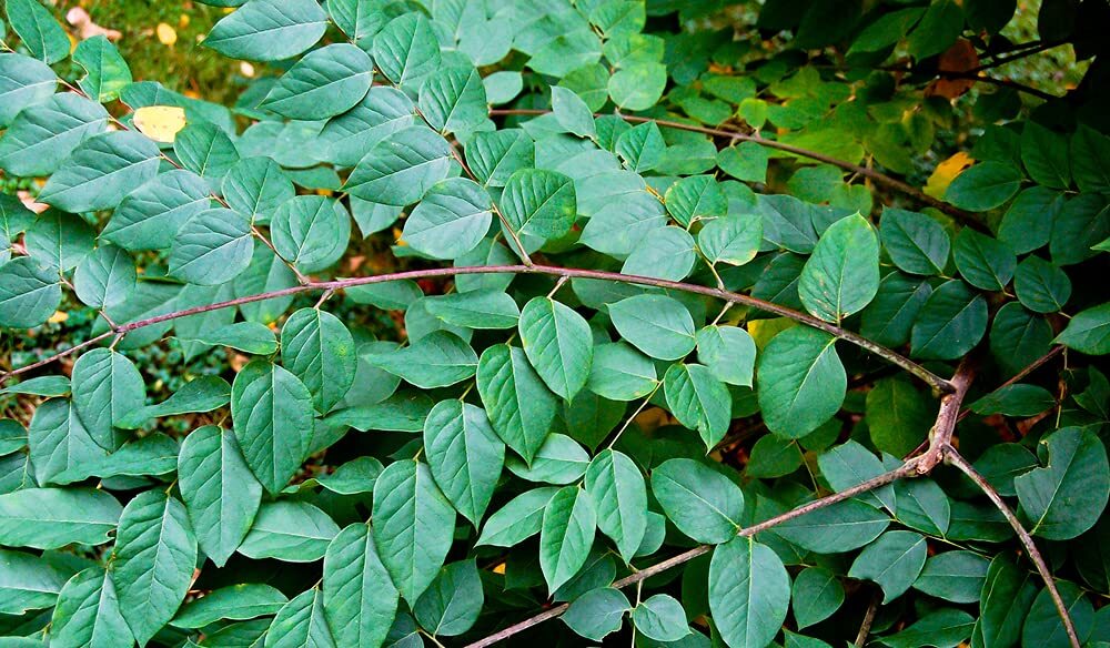 Kentucky Coffee Tree Seeds for Planting – 10 Seeds – Gymnocladus dioicus – Made