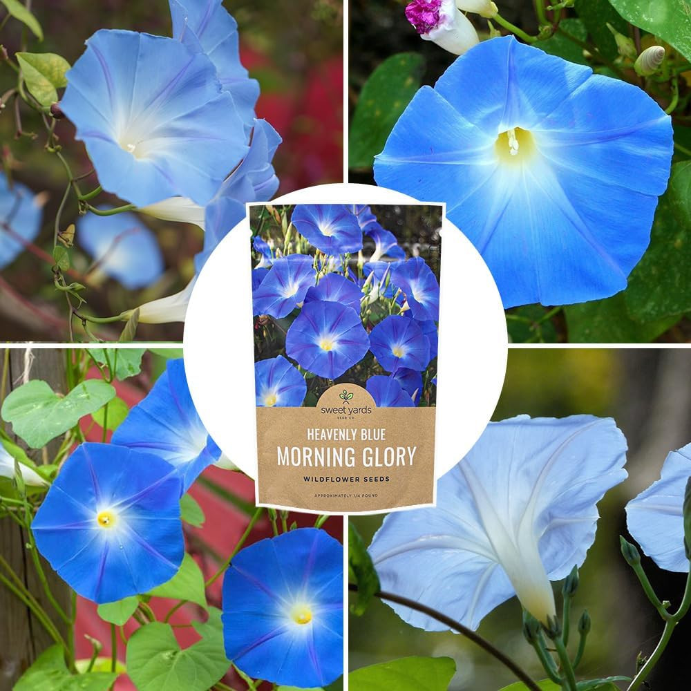 Morning Glory Seeds Heavenly Blue – Bulk 1/4 Pound Bag – over 4,000 Fresh Flower