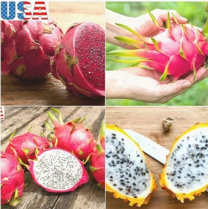 USA SELLER Dragon Fruit Mix (Red,purple, Yellow,White) 20+ seeds HEIRLOOM