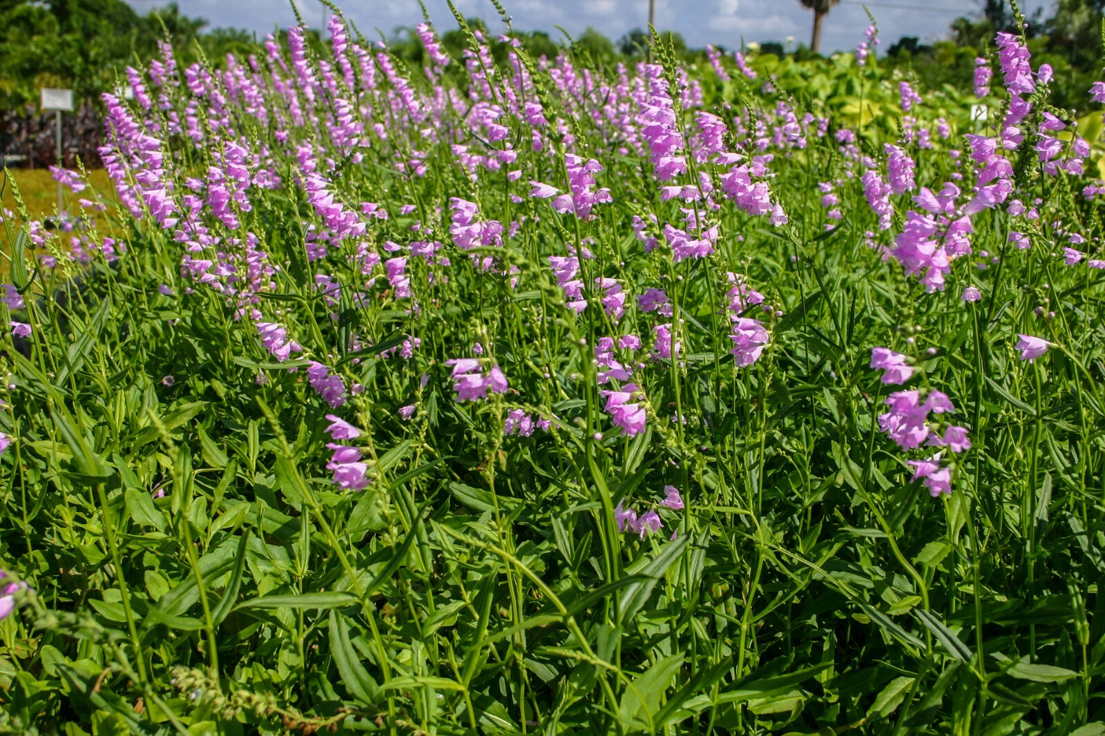 Live Obedient Plant Winter Hardy Aquatic Marginal Pond/Bog Plant