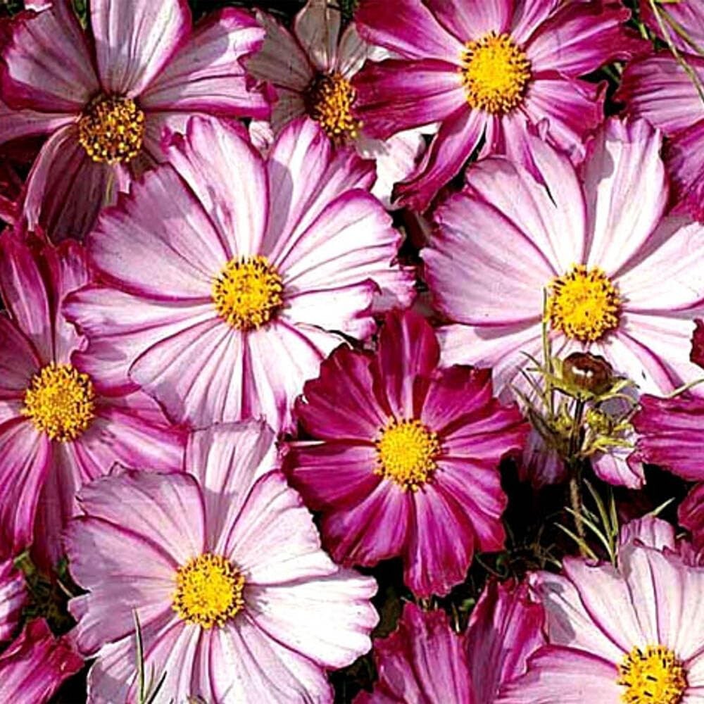 Cosmos Picotee Seeds 100 Ct Flower Cosmo Bipinnatus USA FREE S&H BUTTERFLIES