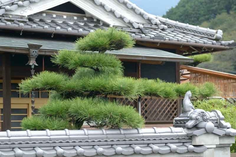 1 Japanese Black Pine Pinus thunbergii Starter Plant