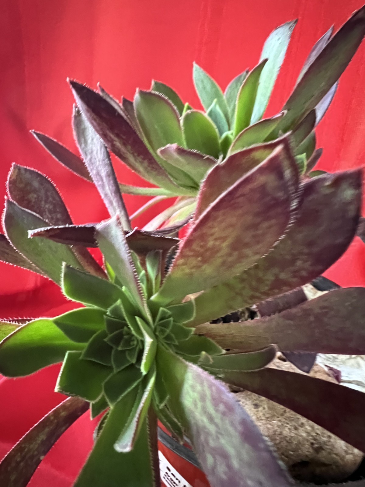6 Cutting Rare Aeonium 3 to 5” Zwartkopf, Moon Burst, Merlot, Suncup, Blushing
