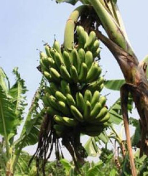 Lacatan Musa- Live Banana Tree-SMALL ROOTED STARTER PLANT-Fruits in 8-12 months!