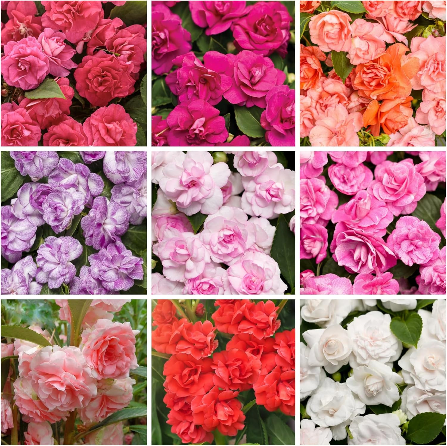 300+ Double Impatiens Seeds Perennial Annual Mixed Camellia Impatiens Balsamina