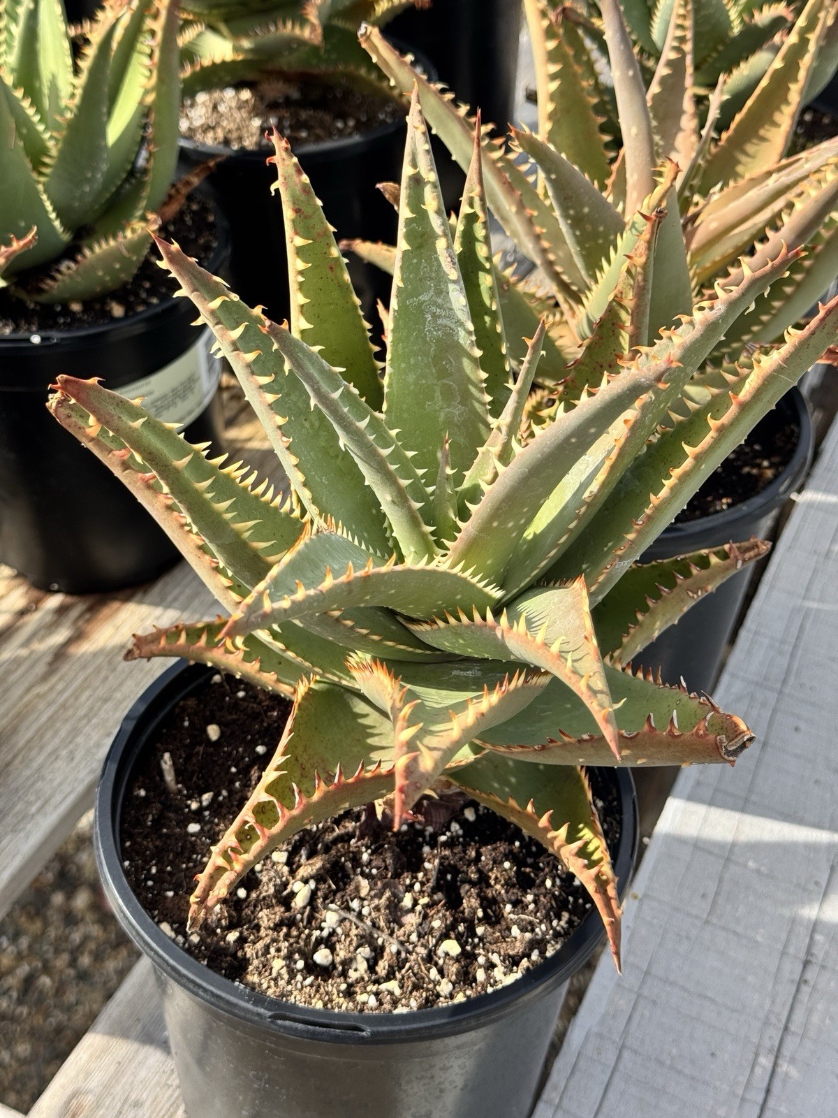 Aloe Allosaurus- 1 Gallon Pot