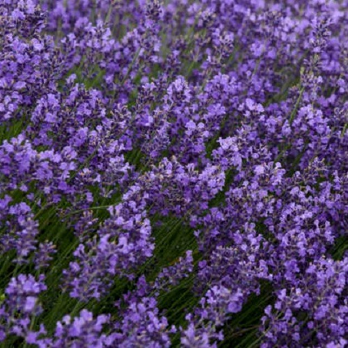 2,500 English Vera Lavender Seeds Beautiful Fragrant Heirloom Perennial Non-GMO