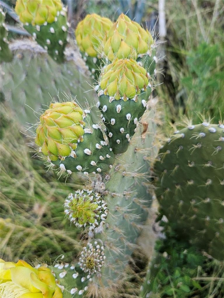 Galapagos Opuntia Megasperma Var Orientalis Selection, Colored Flowers