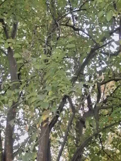 15 CHINESE QUINCE SEEDS – Pseudocydonia sinensis