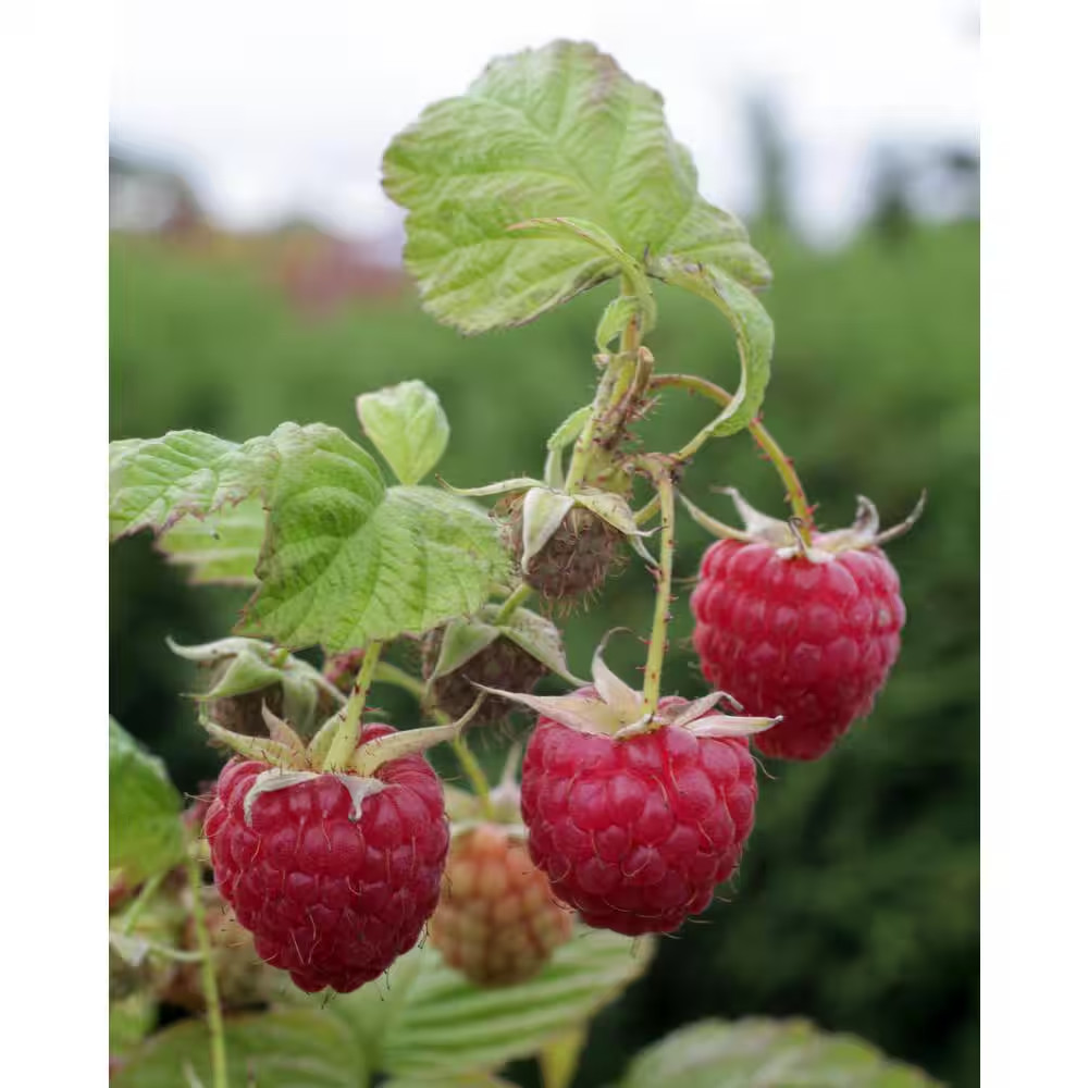 1 Gal. Tulameen Raspberry (Rubus) Live Fruiting Plant (1-Pack)