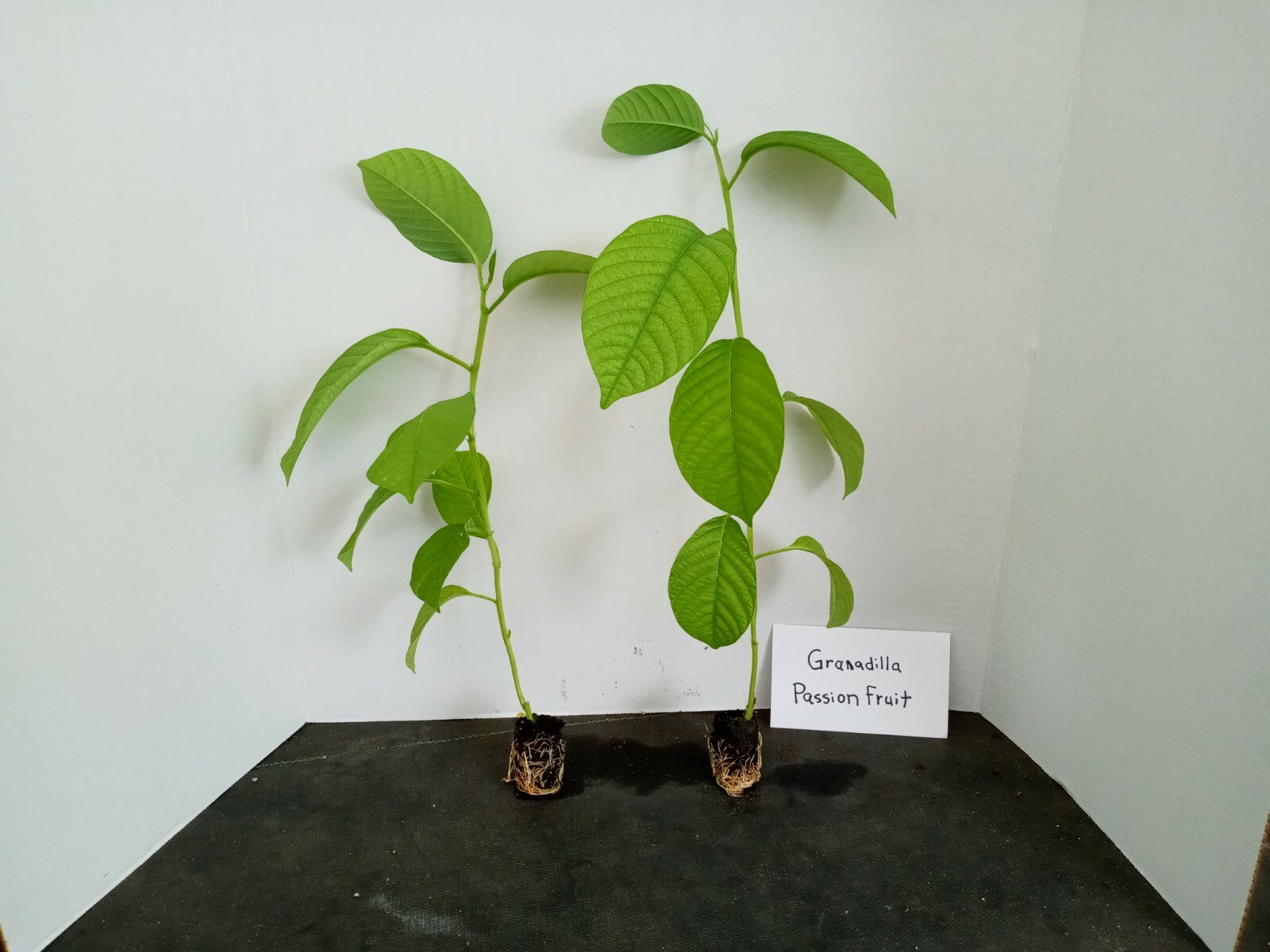 Yellow passion fruit – passiflora live starter plant includes free shipping