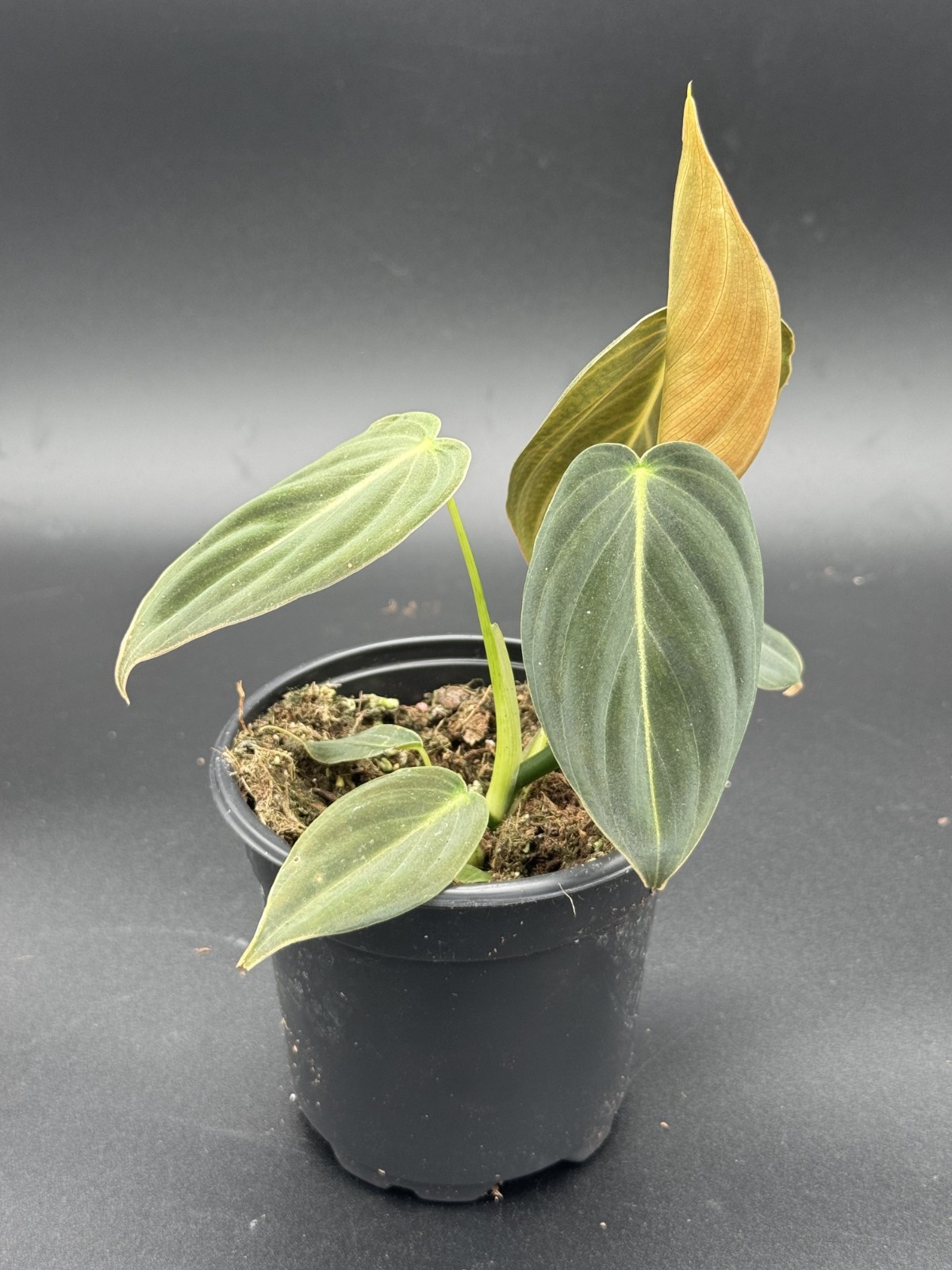Philodendron Malanochrysum ‘Black Gold’ – 4″ Pot Live Starter Plant