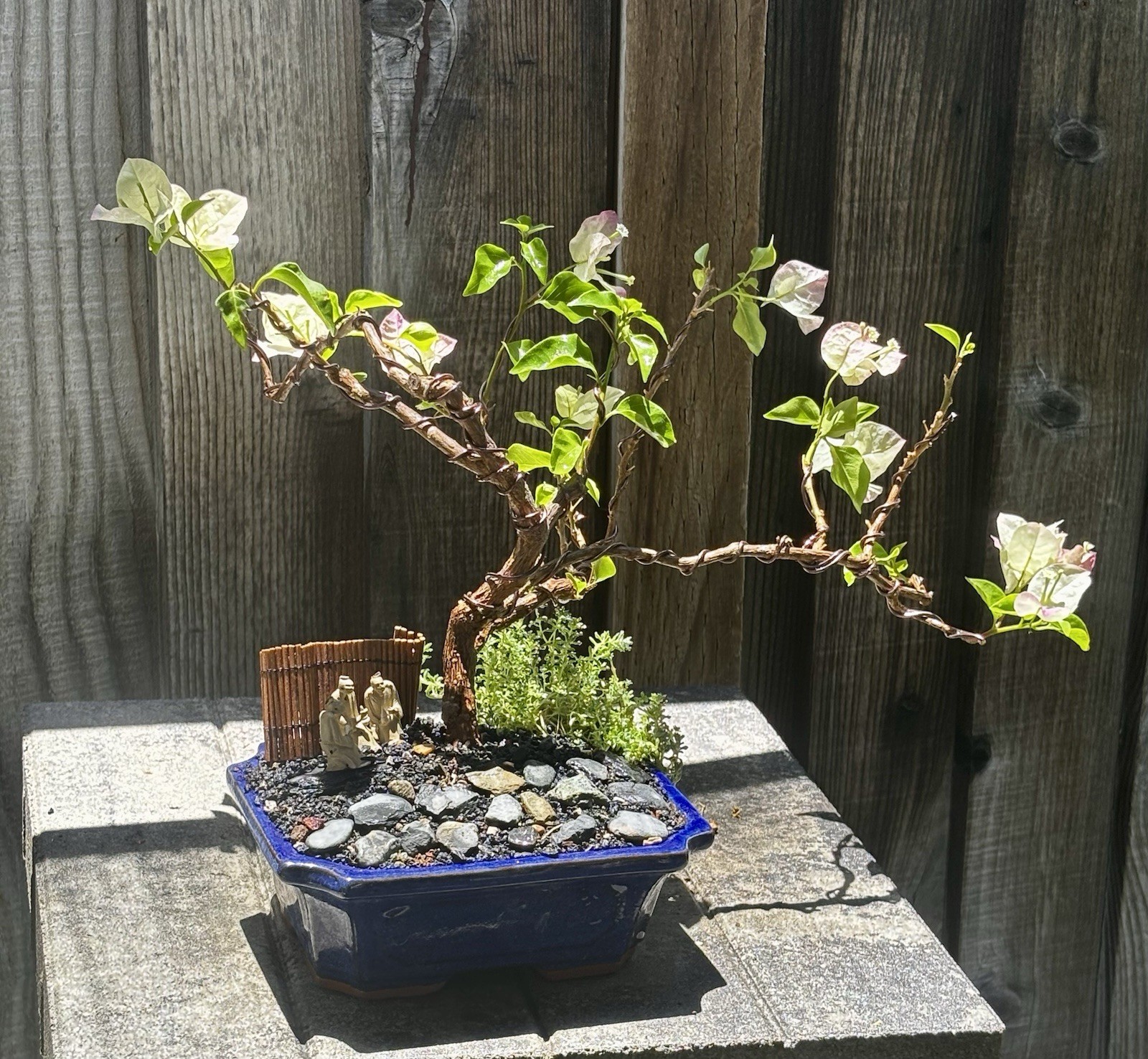 15 YEAR OLD BOUGAINVILLEA BONSAI TREE. WHITE & PINK FLOWERS “YANI’S DELIGHT”