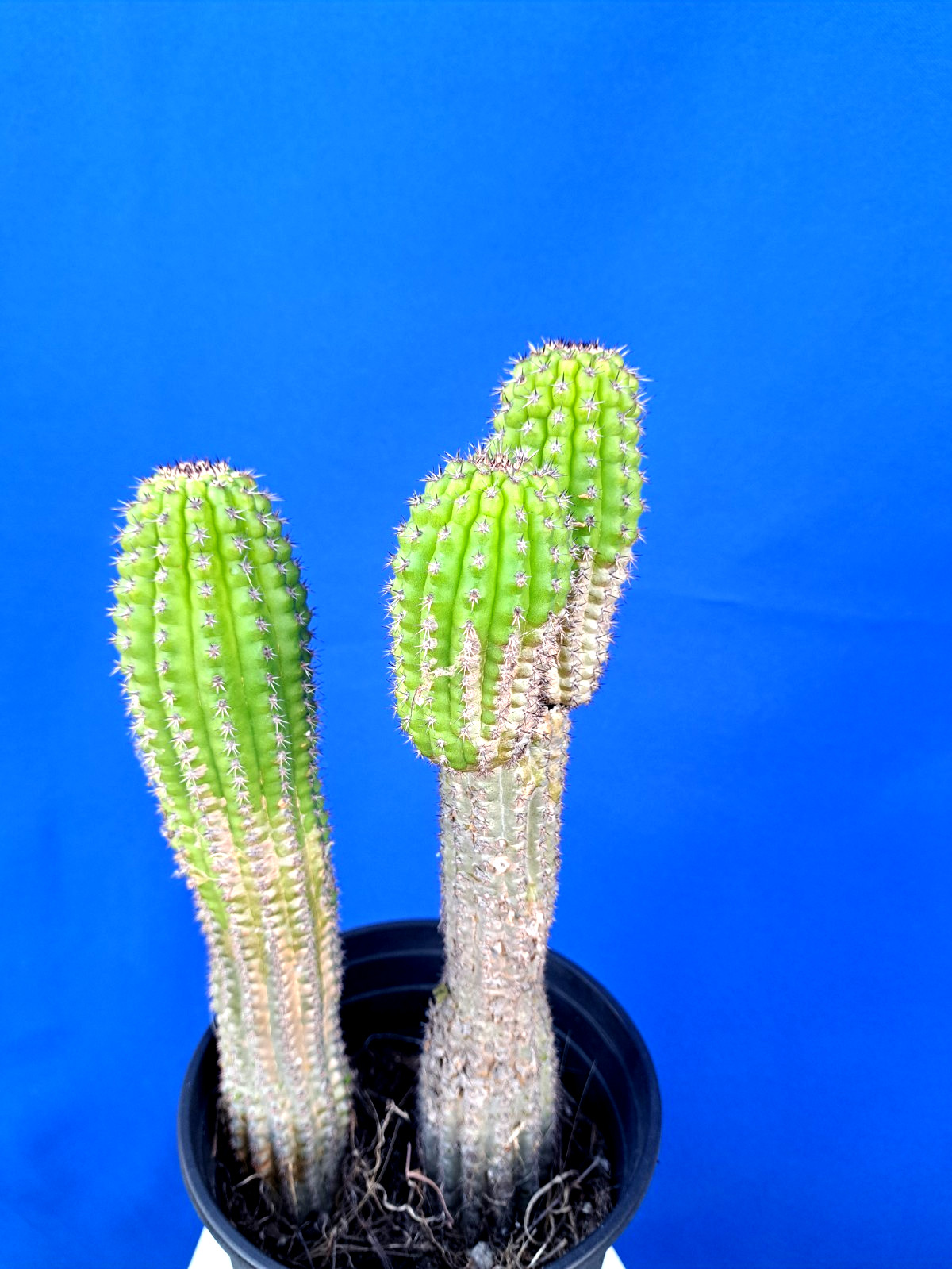 Cereus Brevispinulosus 3 Tops 2 Plants Cactus Plant 11-12H