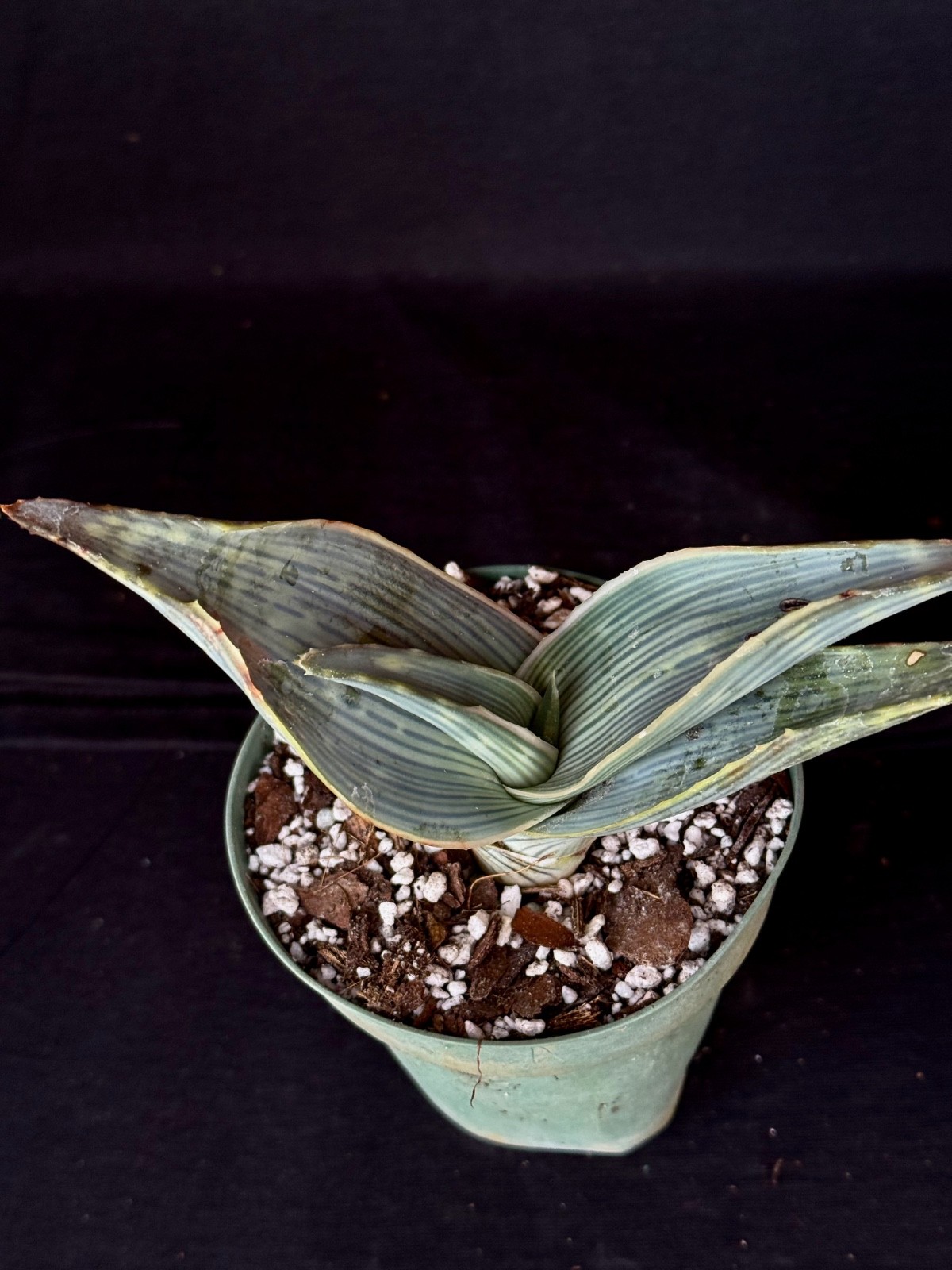 Aloe karasbergensis, aloe plant