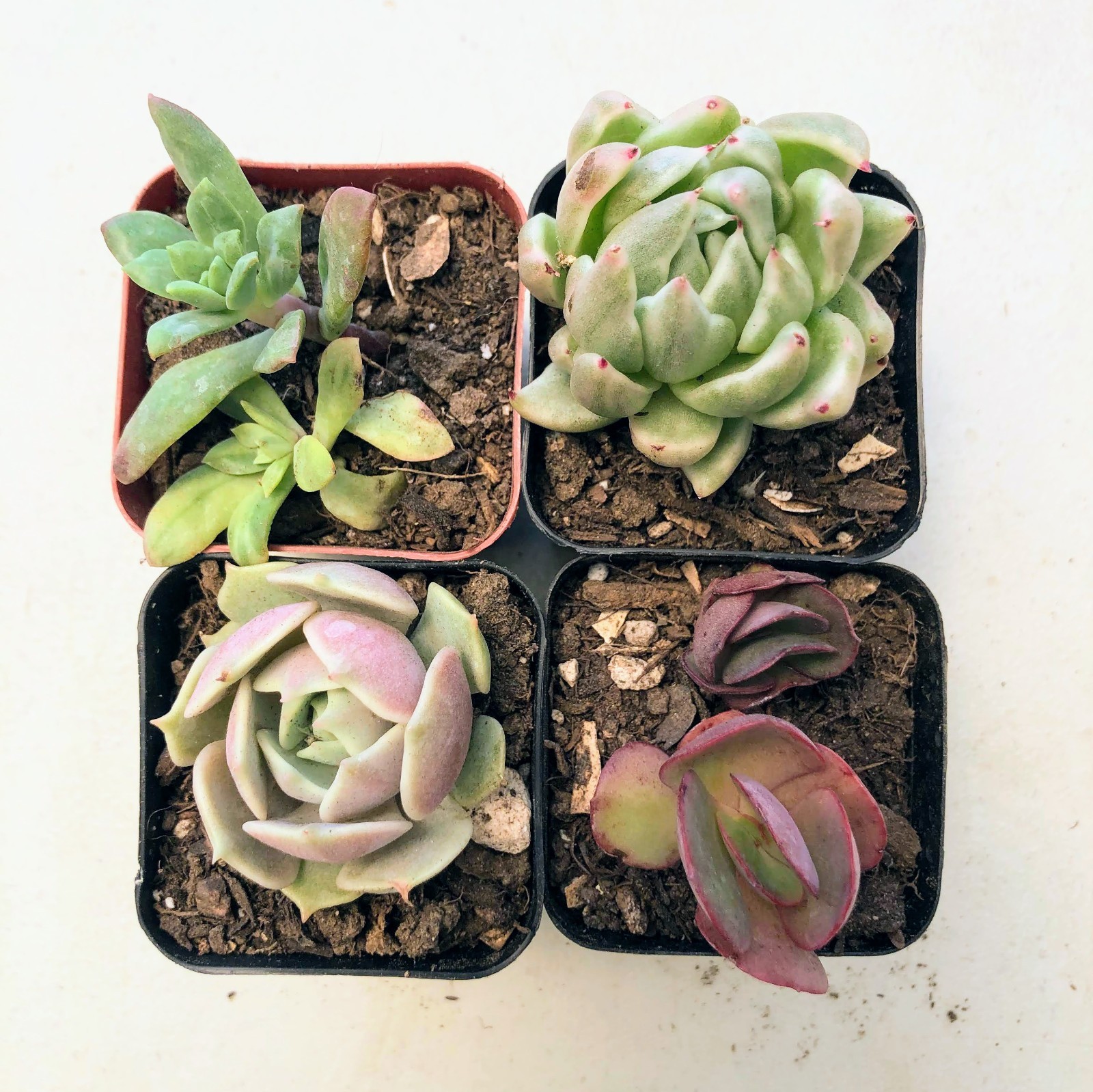 Echeverias 4 Variety– Each in 2″ or 4″ Pots Rosette, Vibrant Drought Succulents