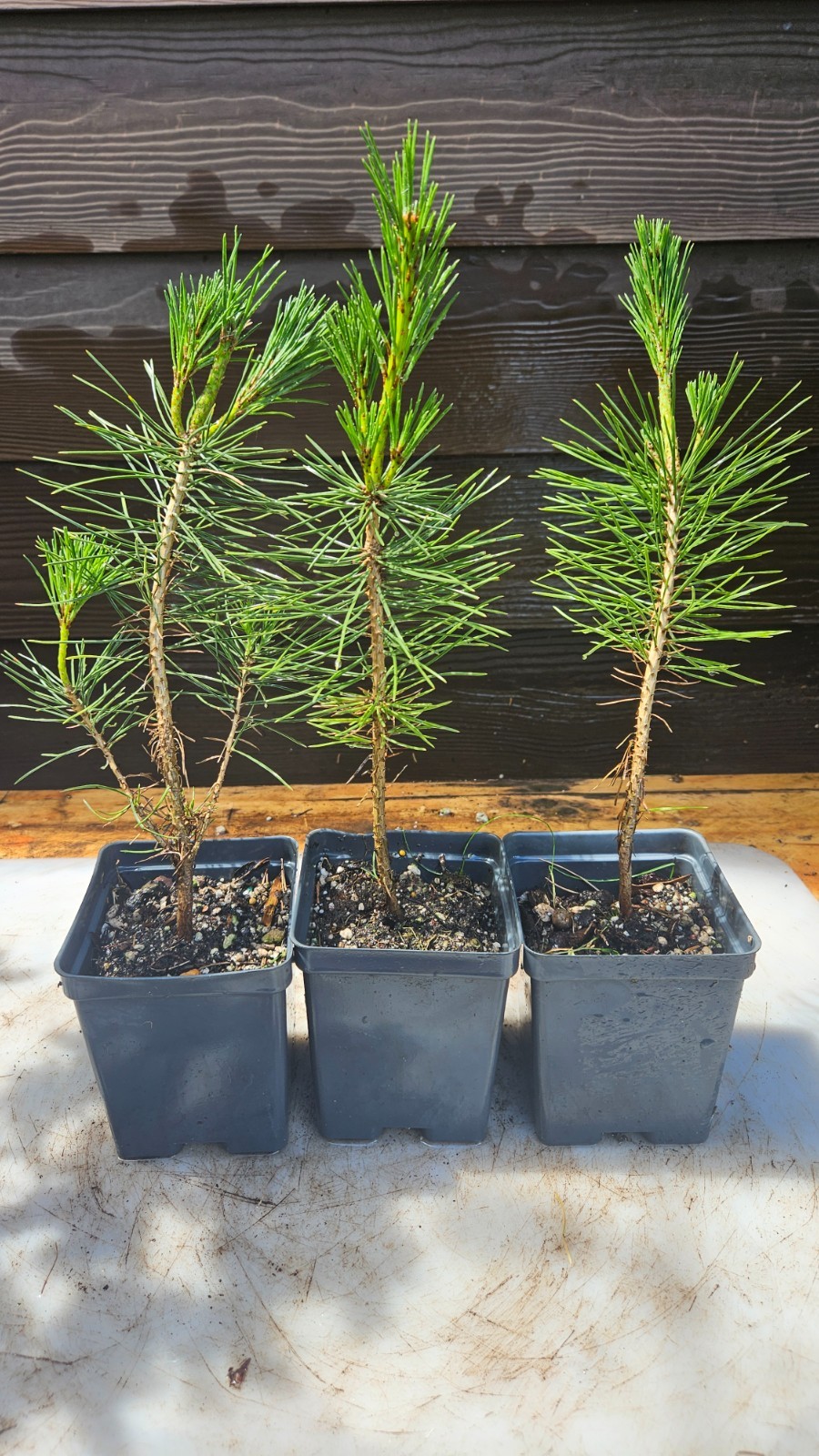 3-PACK small BLACK JAPANESE pine TREE growing – Great species for bonsai