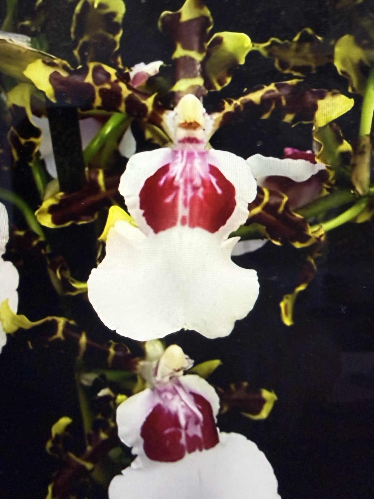 ORCHID Plants 10 Onciduim bulbs $2. each 10 minimum not marked br