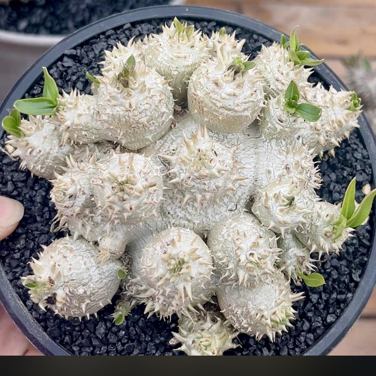 ULTRA RARE SEEDS (5pk) Pachypodium Brevicaule v. (FIVE) Caudex US SELLER