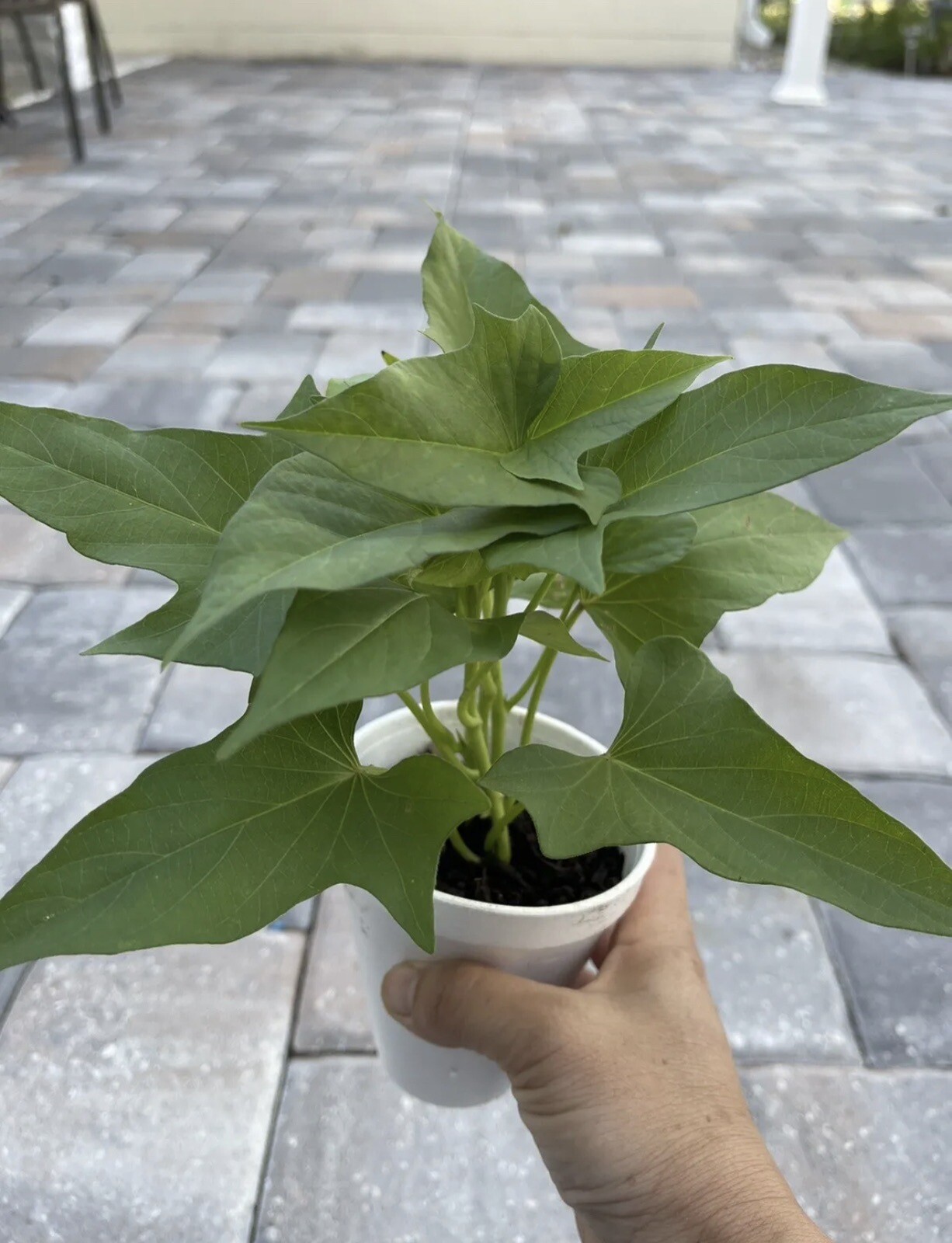 5 Rooted Okinawa Purple Sweet Potato Plants In A Cup Okinawa Sweet Potato Plants