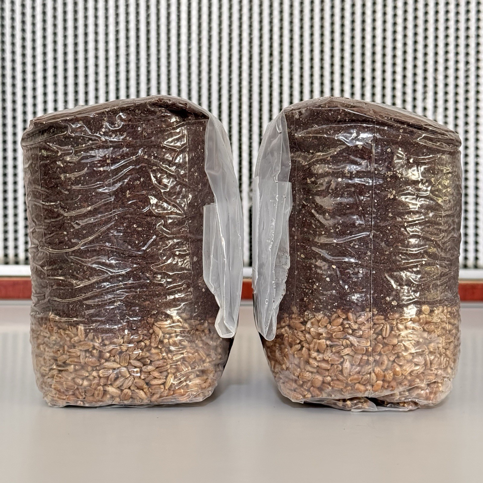 All in One Mushroom Grow Bag (2-Pack) – Org. Grains/CVG For Dung Loving Species