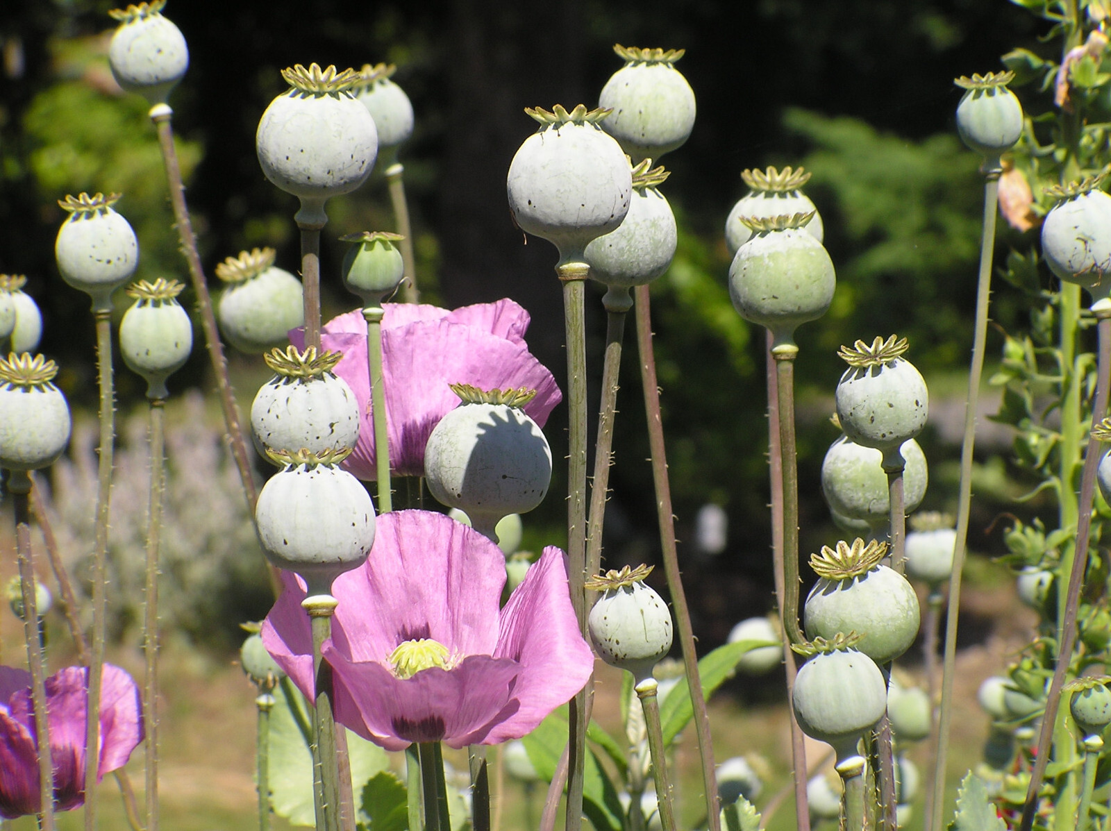 Tazzy Purple Poppy Som Seeds 2000+ *Shelley aka PoppyQueen👑